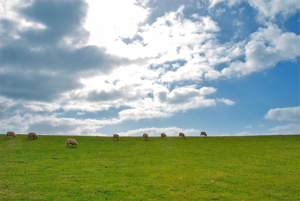 0350 DSC_4866-m.jpg - [de]Schafe, grüne Wiesen und blauer Himmel. [en]Sheep, green meadows and blue sky. 